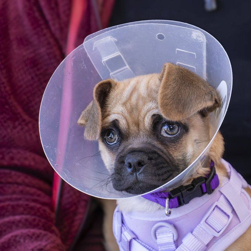 Un cachorro de bulldog francés color canela con un cono protector transparente