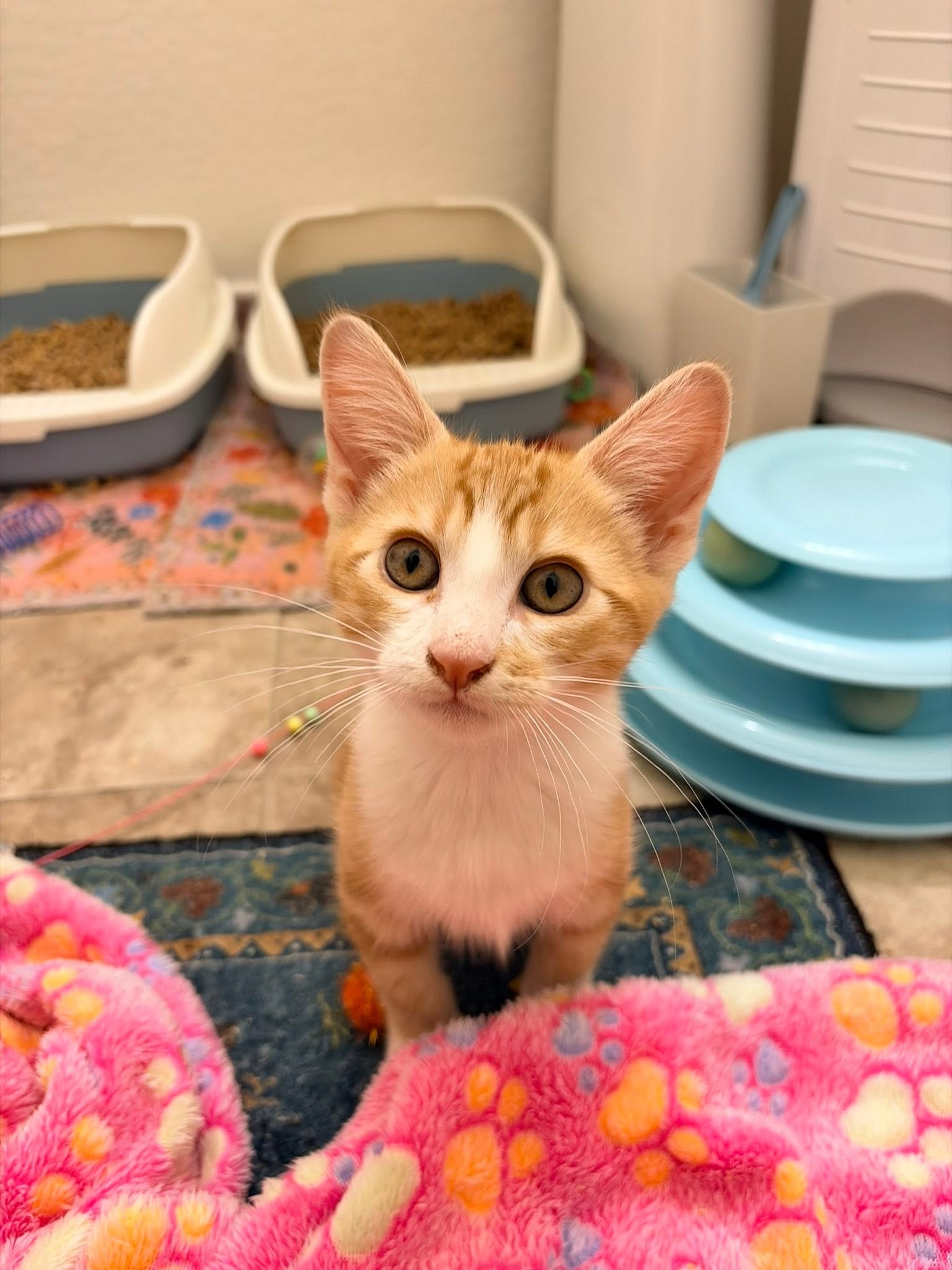 An orange and white kitten stands on a pink paw-print blanket in a foster room, with litter trays and a cat tower behind