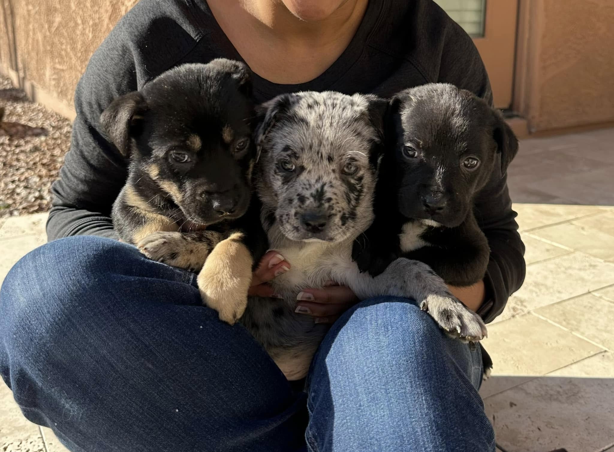 Three puppies, one black and tan, one blue merle and one black and white, sit together in a person's lap outdoors
