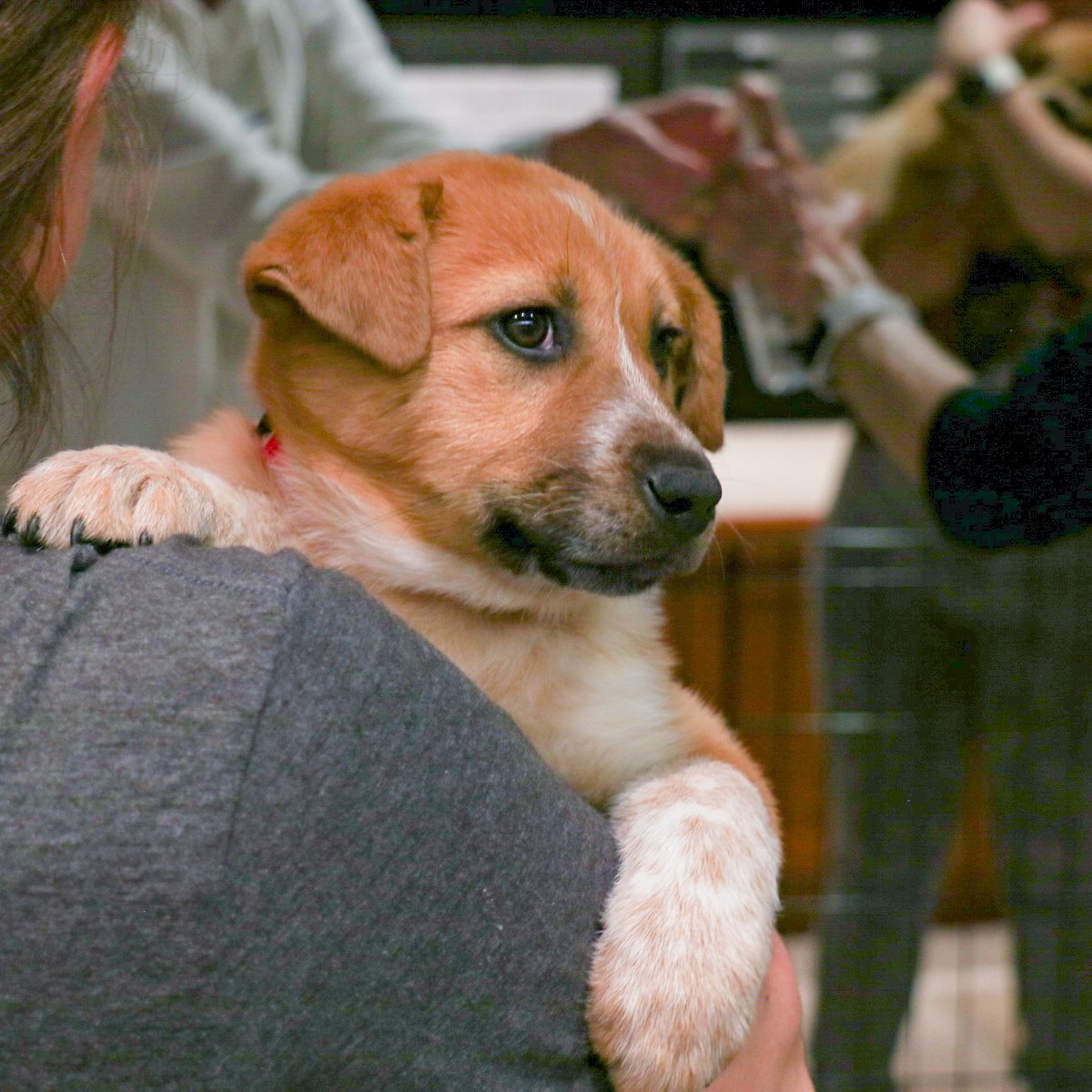 A tan and white puppy rests against a person's shoulder