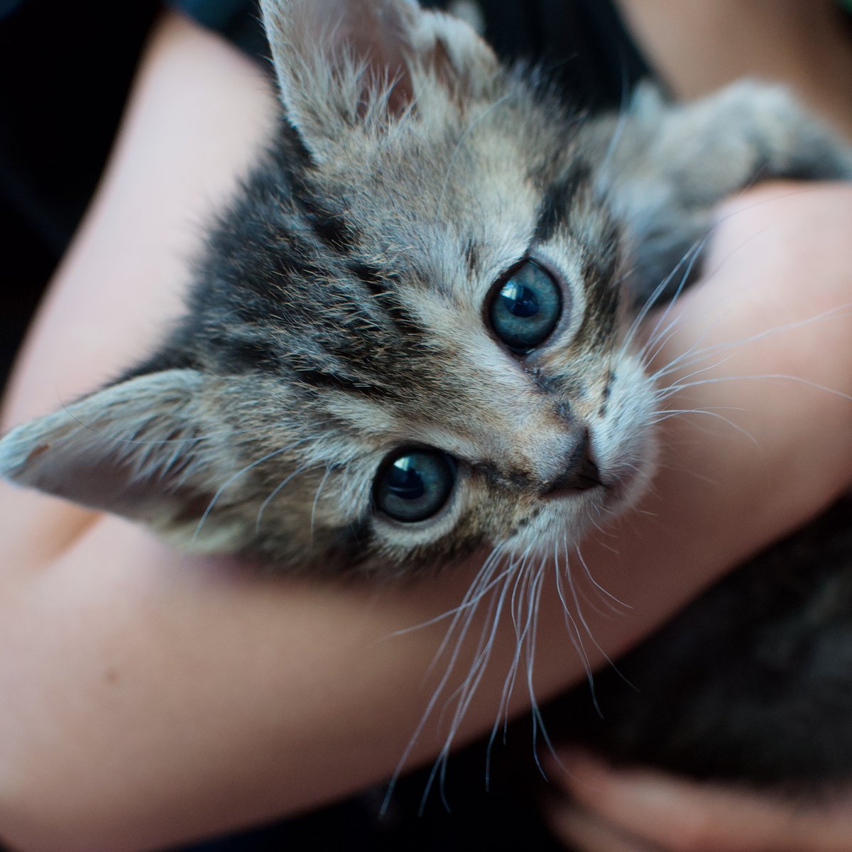 A small tabby kitten with wide eyes rests in a person's cupped hands