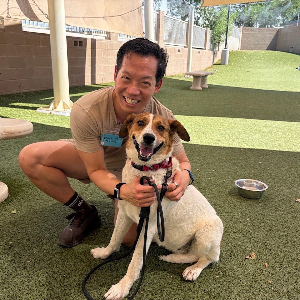 A volunteer kneels on the turf with a tan and white dog on a leash