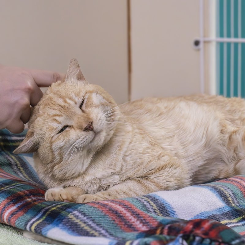 A ginger cat sleeps curled on a striped blanket