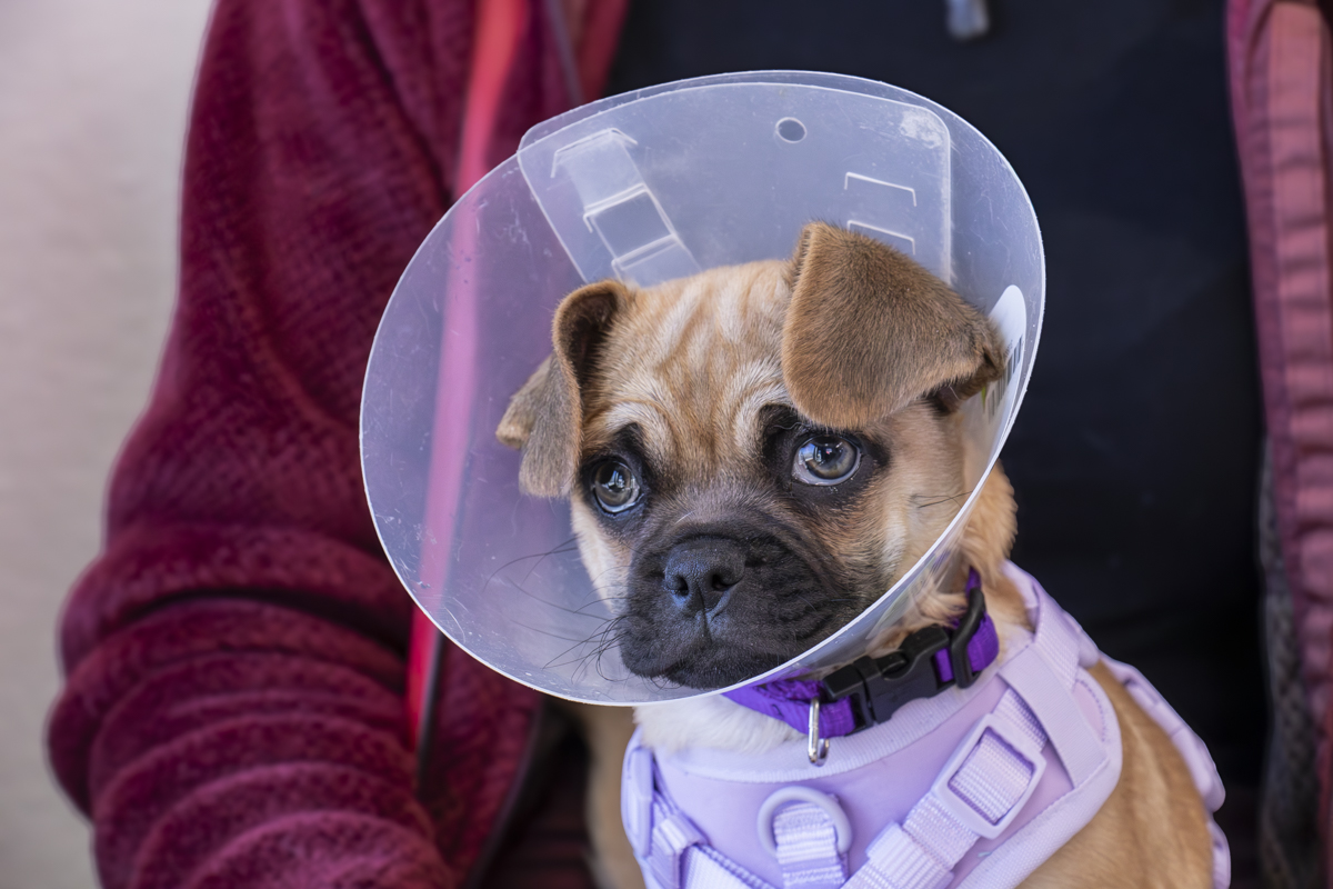 A fawn puppy in a lavender harness wears a clear plastic recovery cone