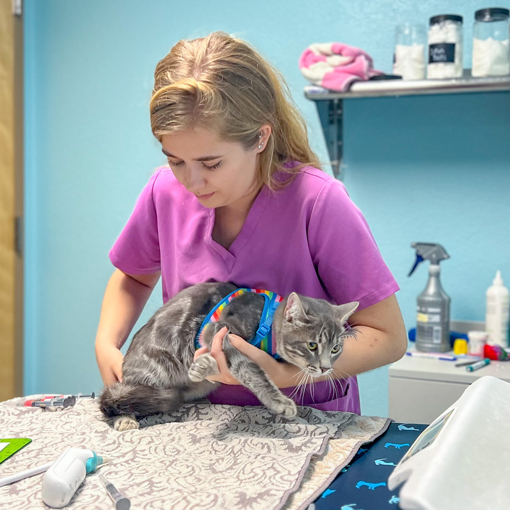A veterinary technician in purple scrubs gently holds a grey tabby cat wearing a rainbow harness on an exam table