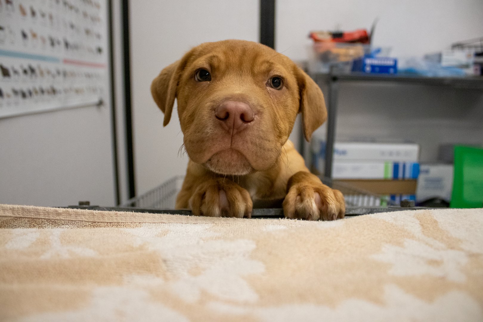 A brown puppy rests its front paws on the edge of a padded bed and looks toward the camera
