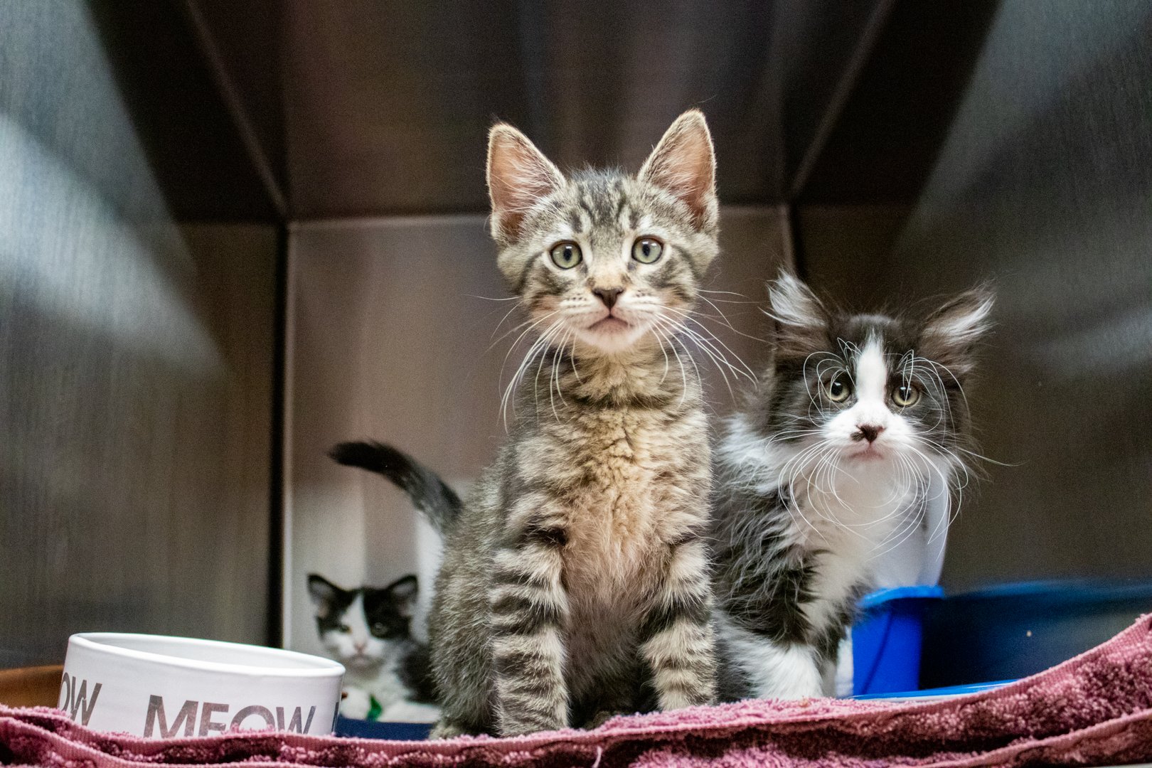 Three kittens share a stainless steel kennel on a pink blanket, a brown tabby sitting upright at the front beside a food bowl