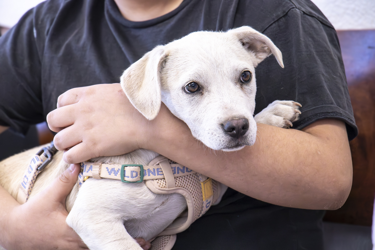 A person holds a small white puppy wearing a beige harness against their chest