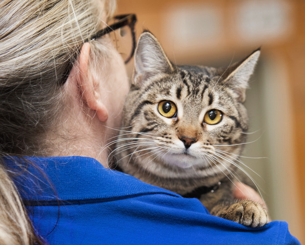 A brown tabby cat rests on the shoulder of a woman in a blue polo shirt and glasses, looking toward the camera