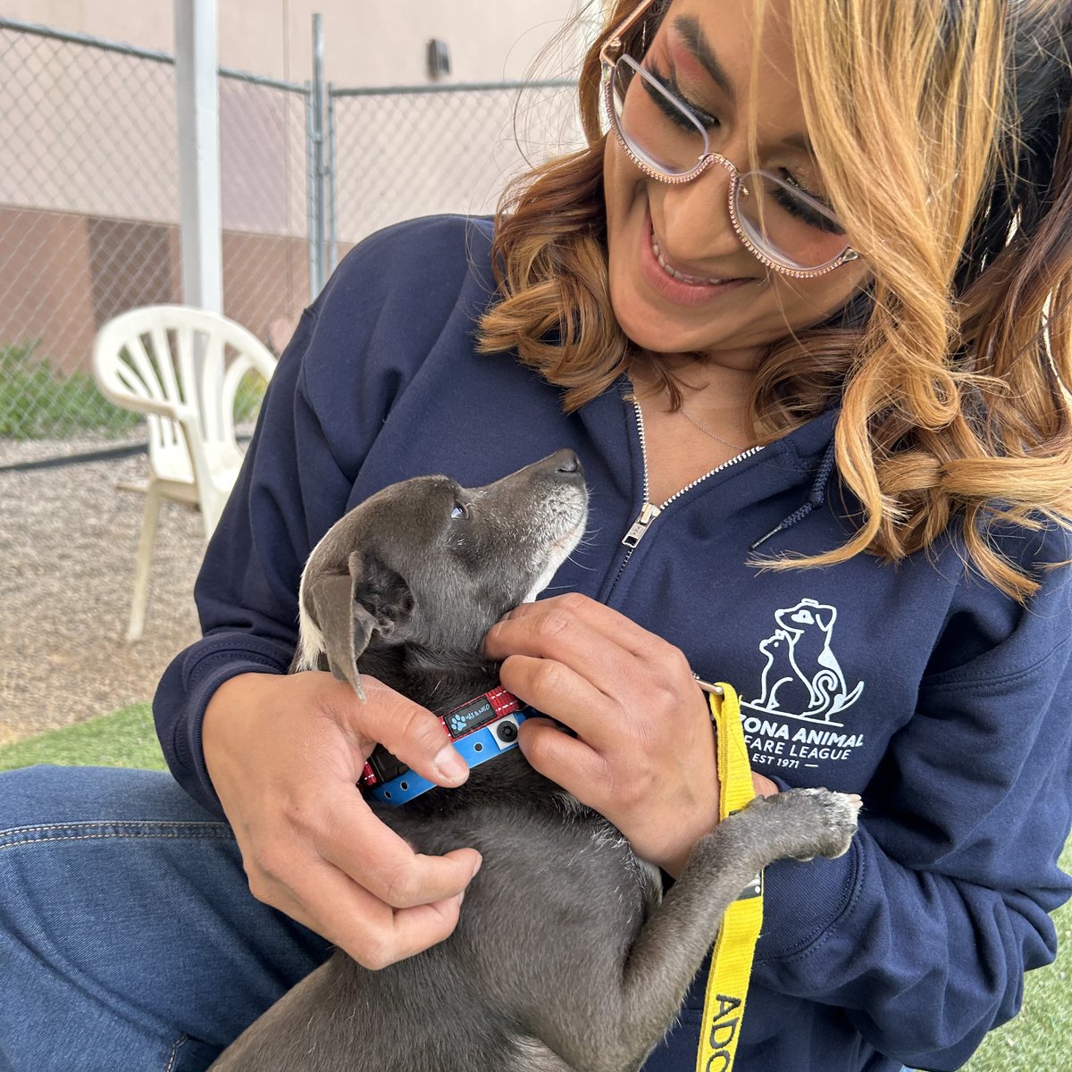 Una persona voluntaria con chaqueta de AAWL le pone un collar a un cachorro pequeño de color gris