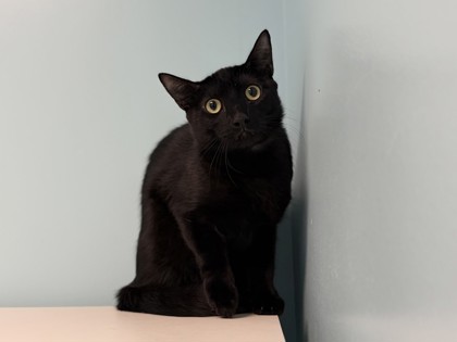 Medium black Domestic Shorthair mix kitten | Timon