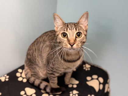 Large brown Domestic Shorthair mix cat | Freyja