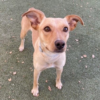 Medium blond Short Coat Chihuahua dog | Showtime