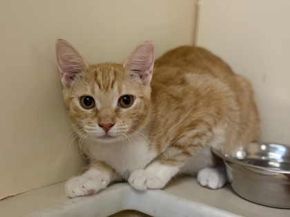 Medium orange and white Domestic Shorthair mix kitten | Marge