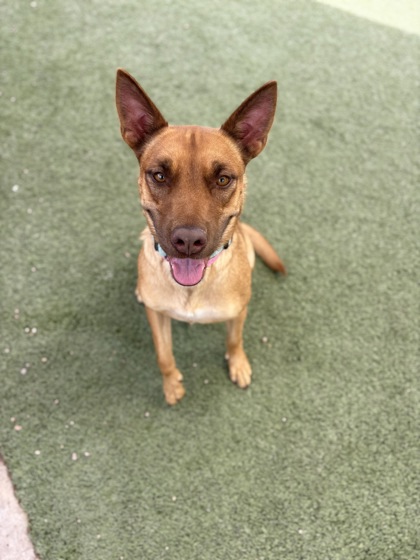 Medium red and brown Carolina Dog mix | Blanca