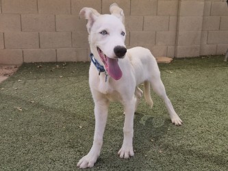 Small white and tan Australian Cattle Dog mix puppy | Cobb