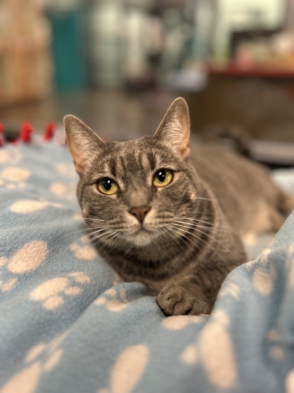 Medium grey Domestic Shorthair mix cat | Tara