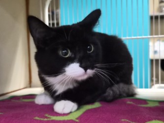 Small black and white Domestic Medium Hair mix kitten | Sunshine