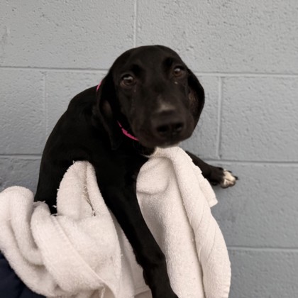 Small black and white Hound puppy | Siri