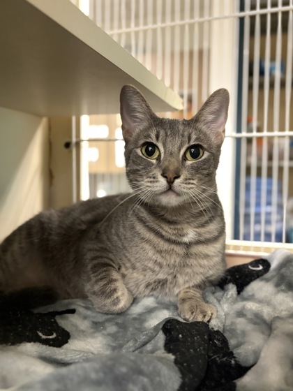 Medium grey Domestic Shorthair mix cat | Granny Smith
