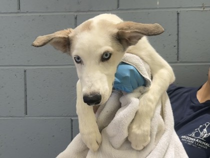 Cream and brown dog wrapped in a towel | Crouton
