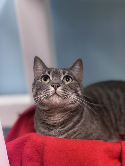 Medium grey Domestic Shorthair mix cat | Tara
