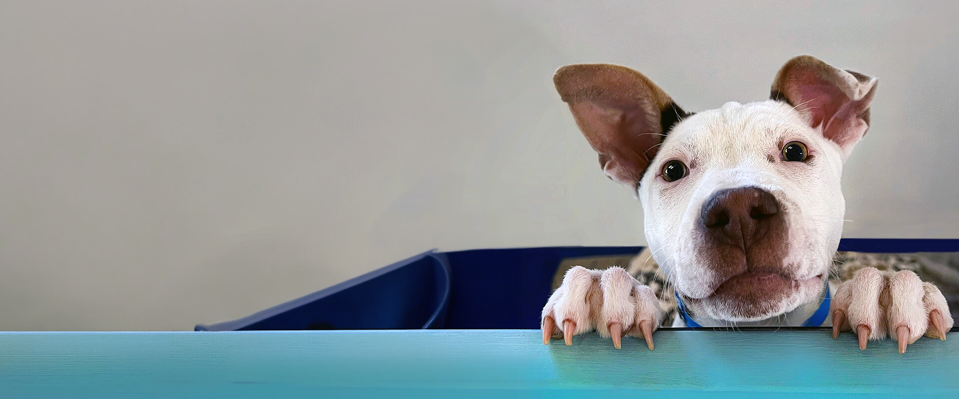 A white and brown puppy with large ears props its front paws on a teal ledge and looks at the camera