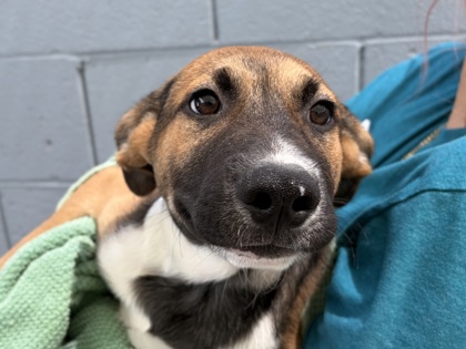 Medium brown and black Australian Cattle Dog mix puppy | Zot