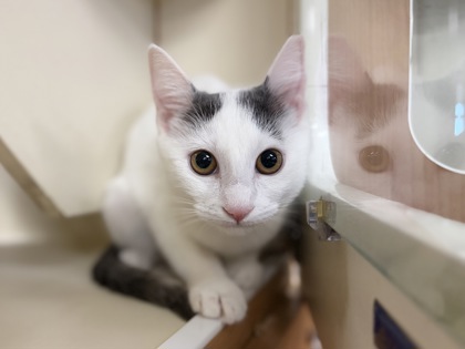 Small white and grey Domestic Shorthair mix kitten | Hamster