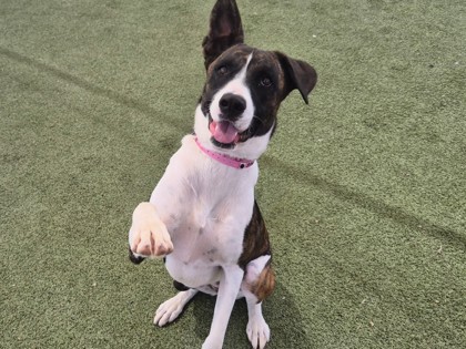 Medium black and white Akita dog | Silvermist