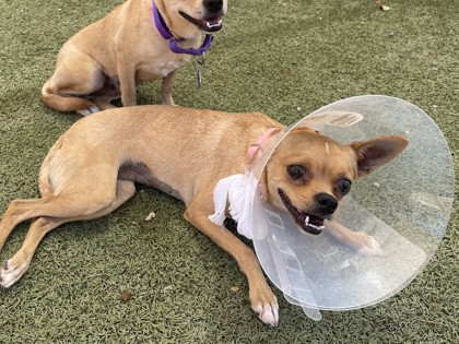Small tan Short Coat Chihuahua mix dog | Cottage