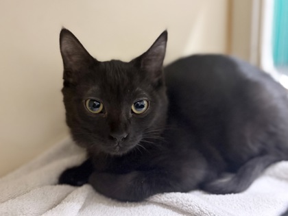 Small black Domestic Shorthair mix kitten | Honey Crisp