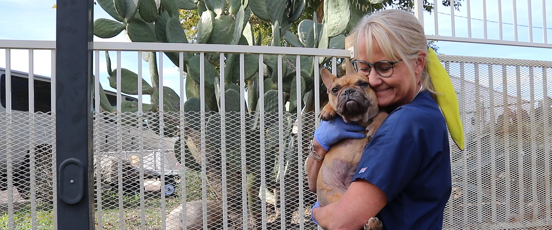 An AAWL staff member in navy scrubs holds a fawn French bulldog close, outside the shelter