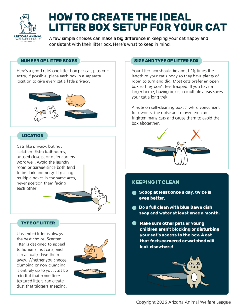 First page of the How to Create the Ideal Litter Box Setup for Your Cat handout