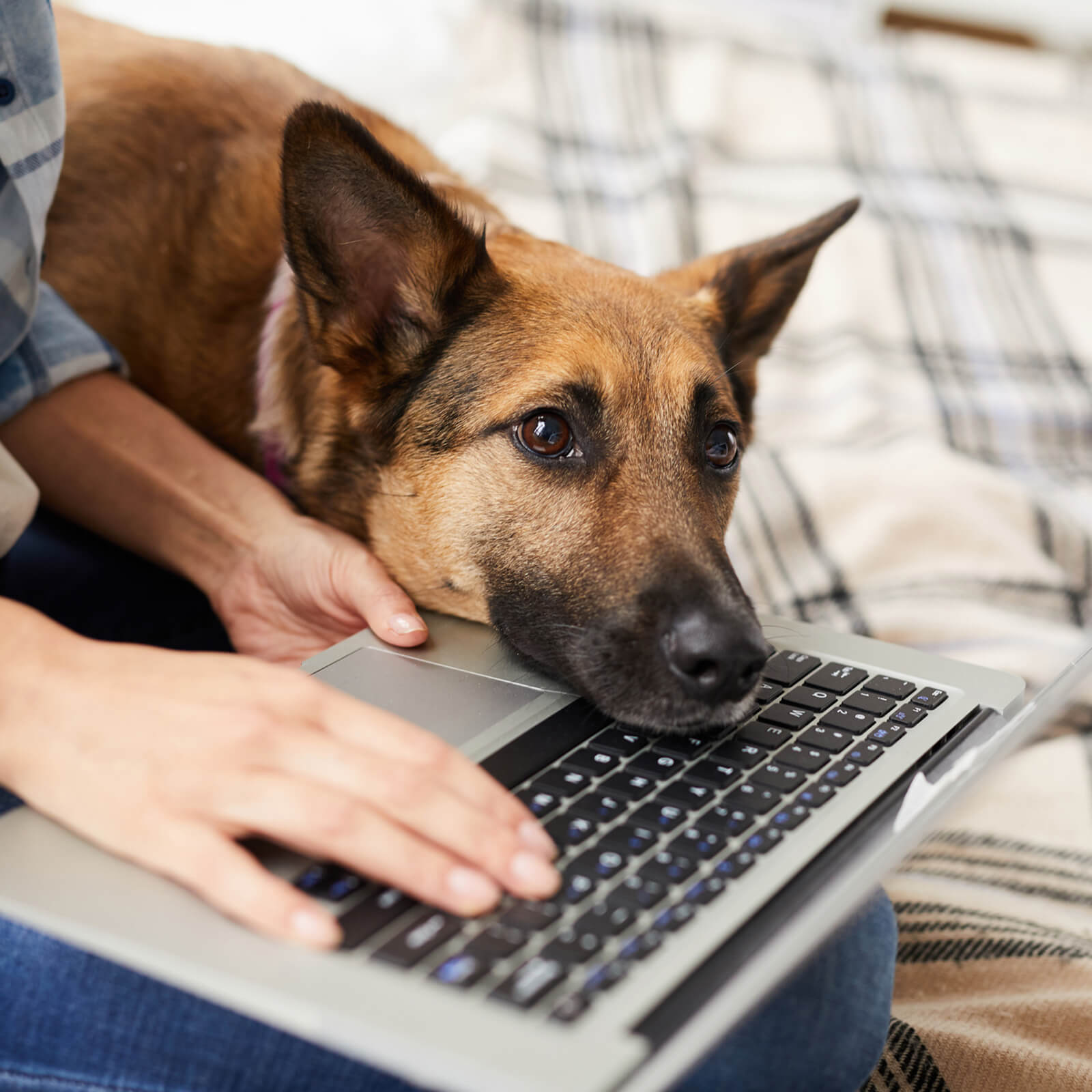 A German shepherd mix rests its head on a laptop keyboard while its owner types
