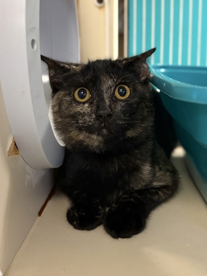 Small black and orange Domestic Shorthair mix kitten | Superstitions