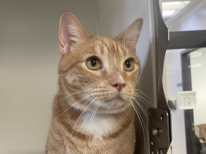 Large orange and white Domestic Shorthair mix cat | Gibby