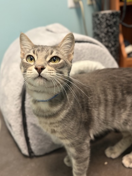 Large grey Domestic Shorthair mix cat | Coupe