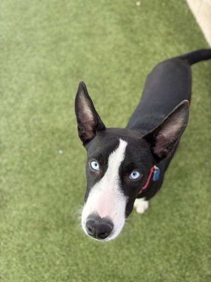 Medium black and white Alaskan Husky puppy | Icon