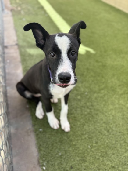 Medium black and white Alaskan Husky puppy | Cyber