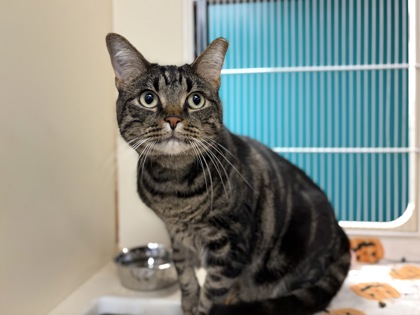 Large brown Domestic Shorthair mix cat | Javert