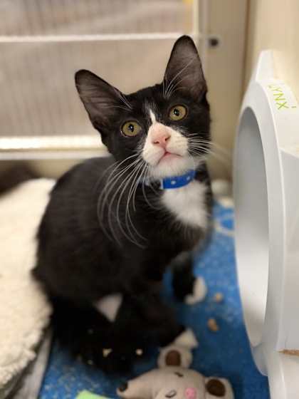 Small black and white Domestic Medium Hair mix kitten | Wall-E