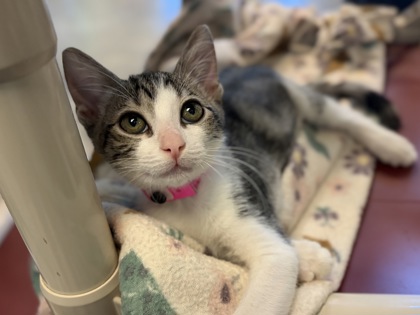 Small brown and white Domestic Shorthair mix kitten | Zendaya