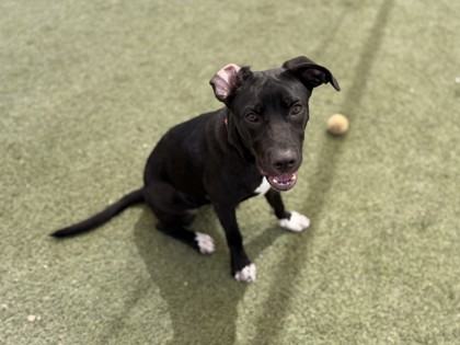 Medium black and white Labrador Retriever mix puppy | Apostrophe