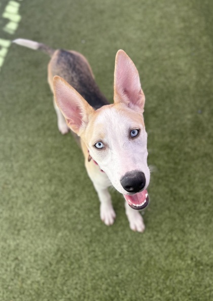 Medium blond and black Alaskan Husky puppy | Media