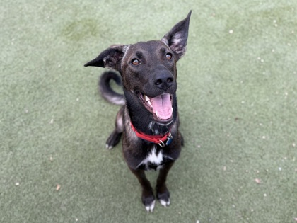 Medium brown and black German Shepherd mix puppy | Nitrous