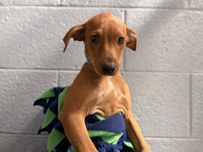 Small red and white Standard Smooth Haired Dachshund mix puppy | Hokey Pokey