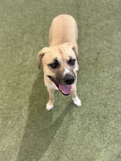 Medium tan and black Labrador Retriever mix dog | Gamble
