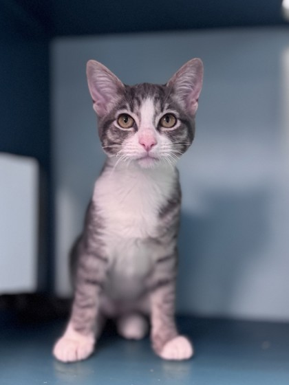 Small grey and white Domestic Shorthair mix kitten | Peanut