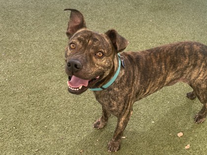 Large brindle American Staffordshire Terrier mix dog | Pantera